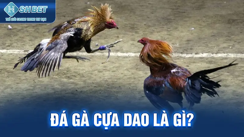 Đá gà cựa dao là gì